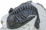 Detailed Hollardops Trilobite - Visible Eye Facets #230440-4